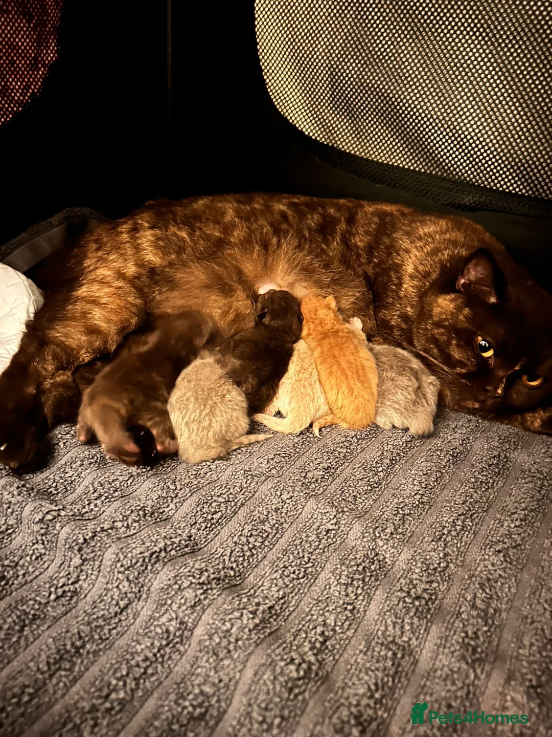 British Shorthair cats for stud: Champion British Shorthair carrier of chocolate  in Derby - Image 6