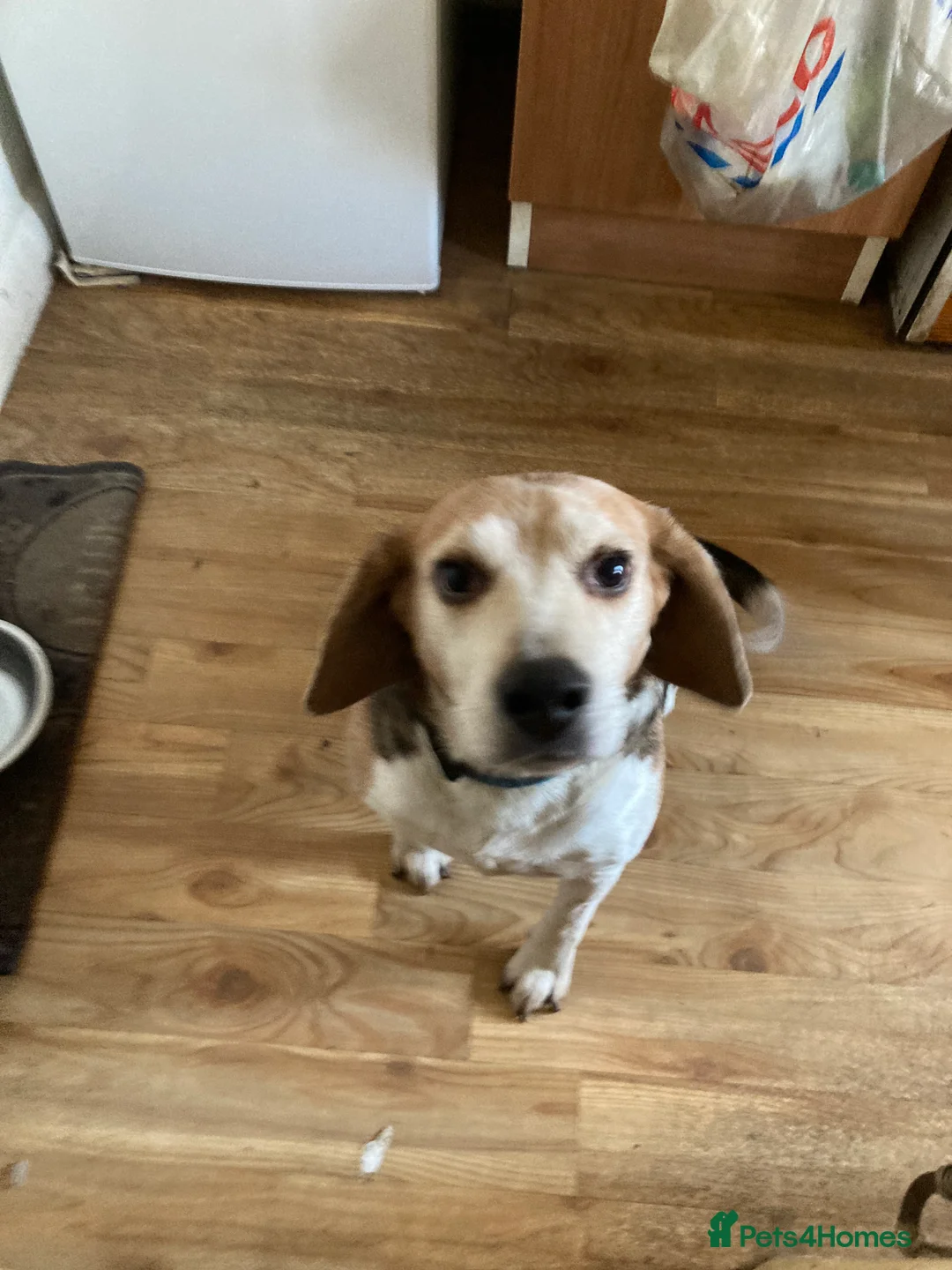 Foxhound dogs for sale: This is copper  - Advert 2