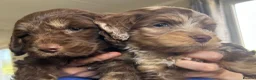 Cockapoo dogs for sale: Cockerpoo Puppies - Advert 9