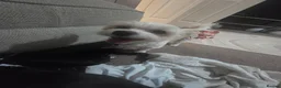 Mixed Breed dogs for sale: Hey there Delilah  - Advert 3