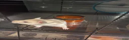 Hamster rodents for sale: Female Syrian Hamster - Advert 3