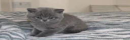 British Shorthair cats for sale: British Shorthair blue kittens for sale in Dereham - Advert 3