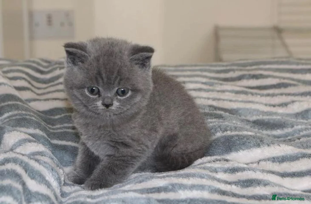 British Shorthair cats for sale: British Shorthair blue kittens for sale in Dereham - Advert 3