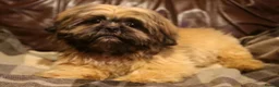 Shih Tzu dogs for sale: Stunning shih tzu boy  - Advert 3