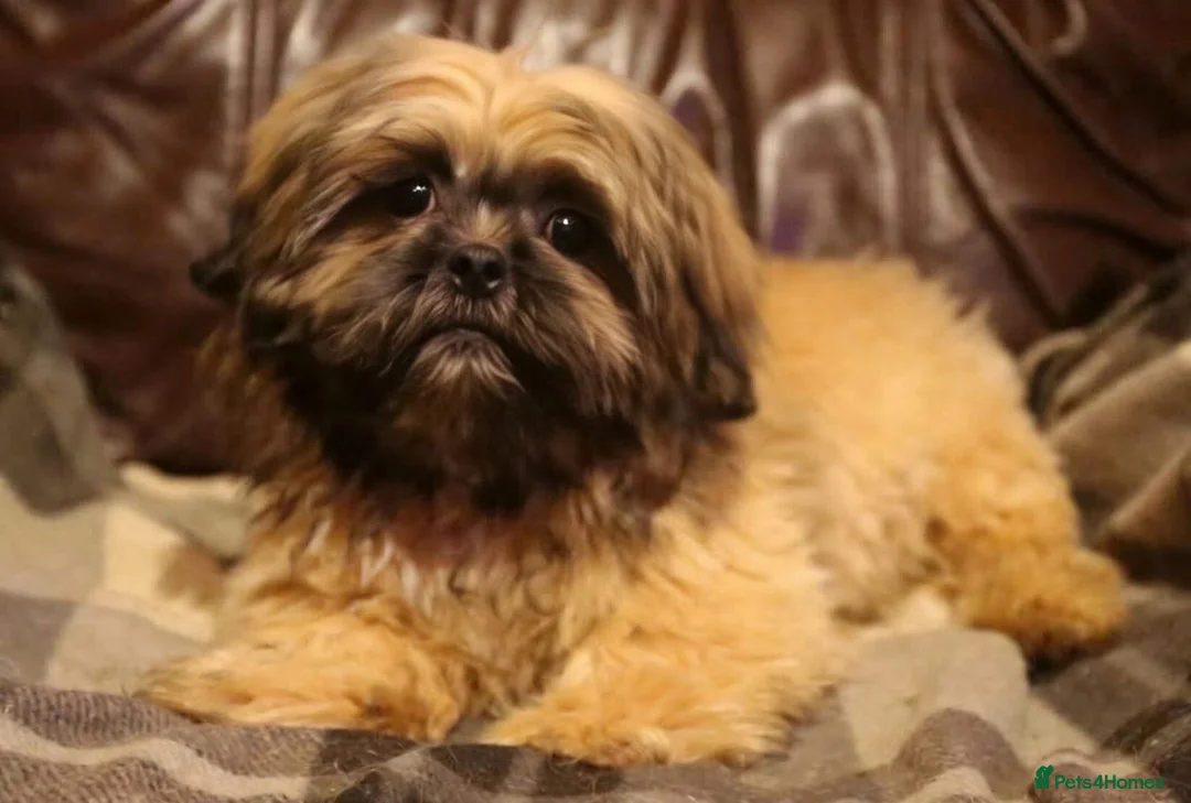 Shih Tzu dogs for sale: Stunning shih tzu boy  - Advert 3