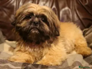 Shih Tzu dogs Stunning shih tzu boy - Advert 8