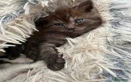 Persian cats for sale: Persian Chinchilla X Kittens - Image 6