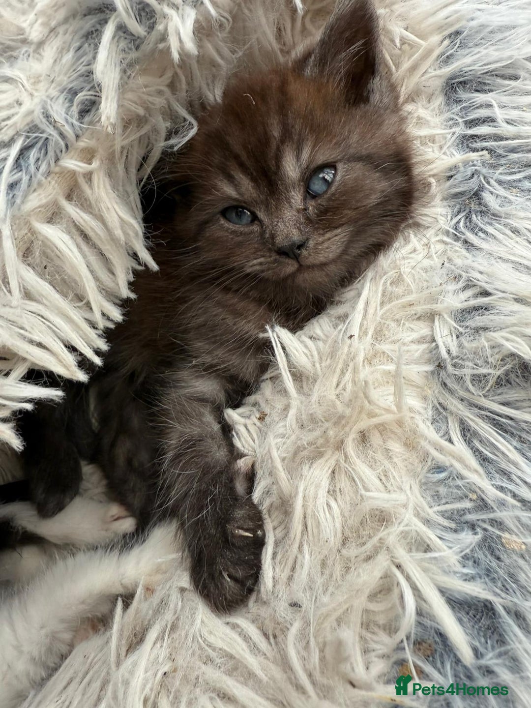 Persian cats for sale: Persian Chinchilla X Kittens - Image 6