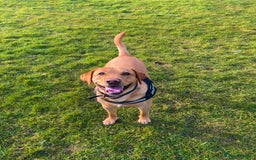 Labrador Retriever dogs for stud: Fox red labrador for stud  - Image 6