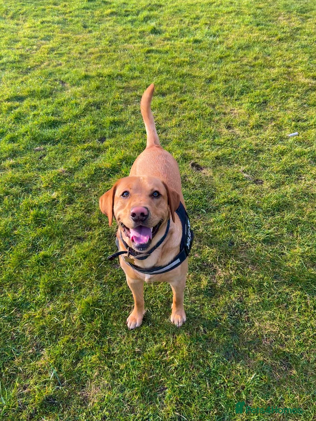Labrador Retriever dogs for stud: Fox red labrador for stud  - Image 6