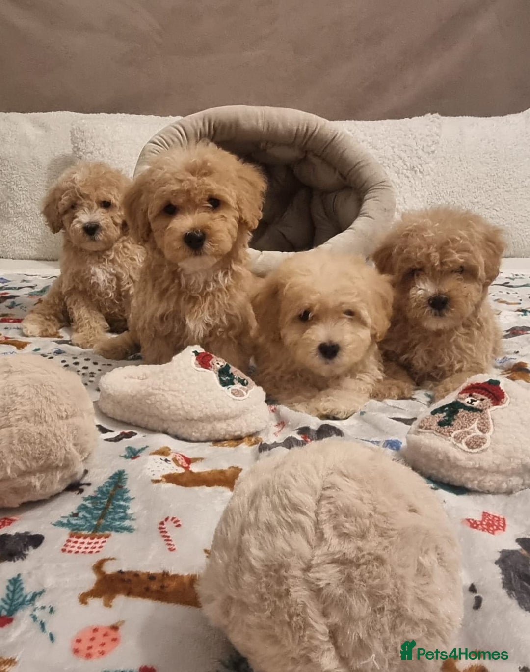 Maltipoo dogs for sale: Amazing apricot color Maltipoo puppies! - Advert 27