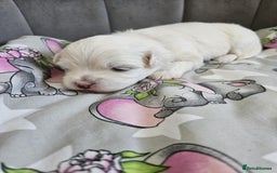Maltese dogs for sale: 🐾 Adorable Maltese Puppies 🐾  - Image 8