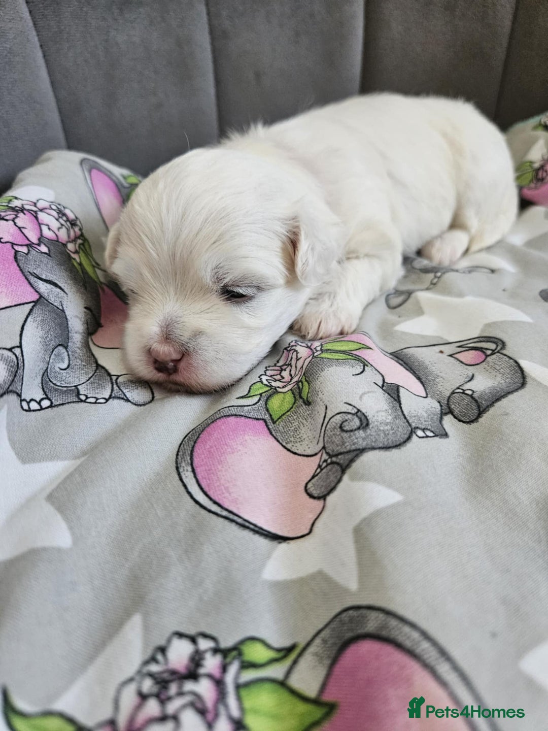 Maltese dogs for sale: 🐾 Adorable Maltese Puppies 🐾  - Image 8