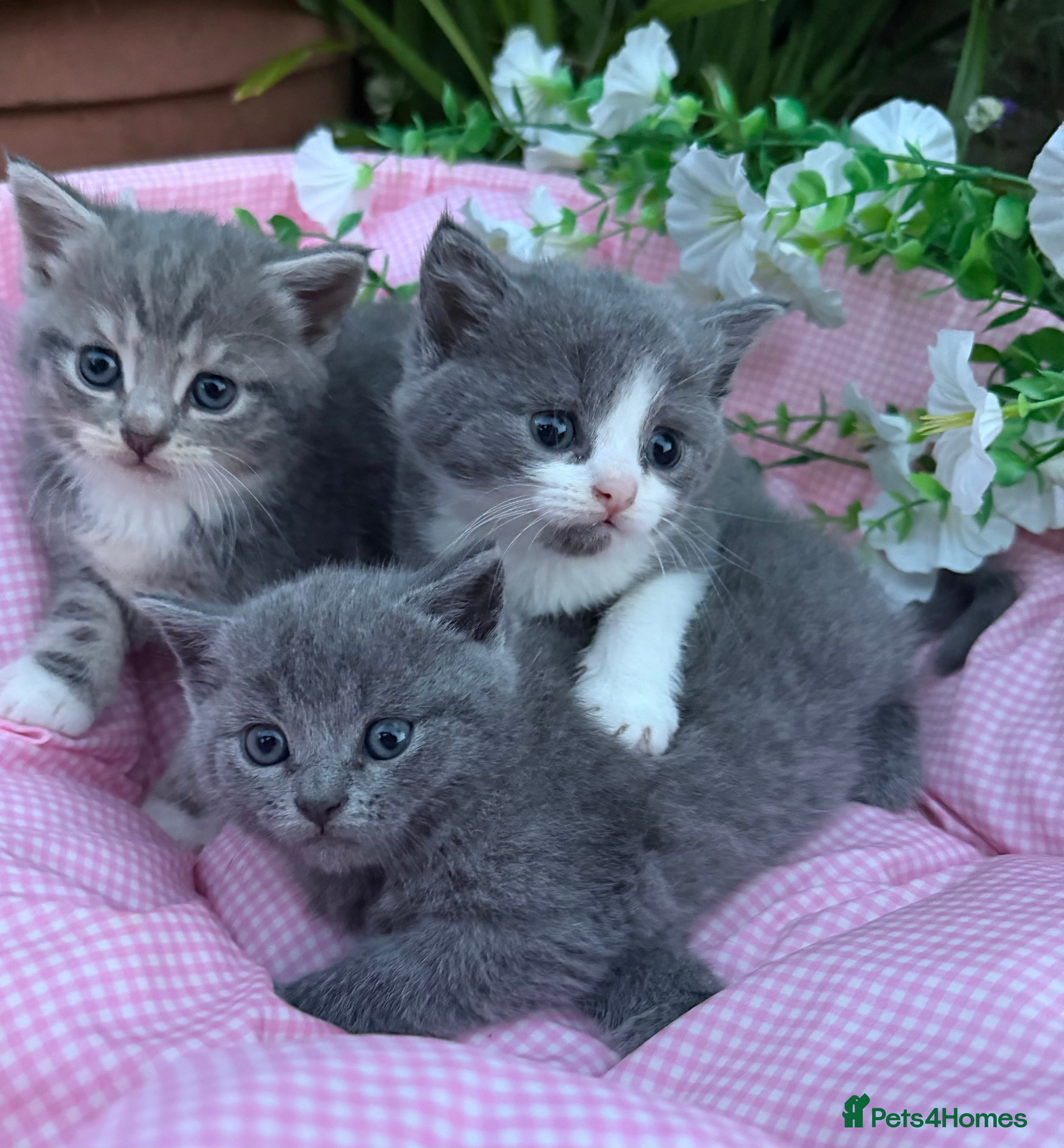 British Shorthair cats Ready for reservations British  - Advert 2