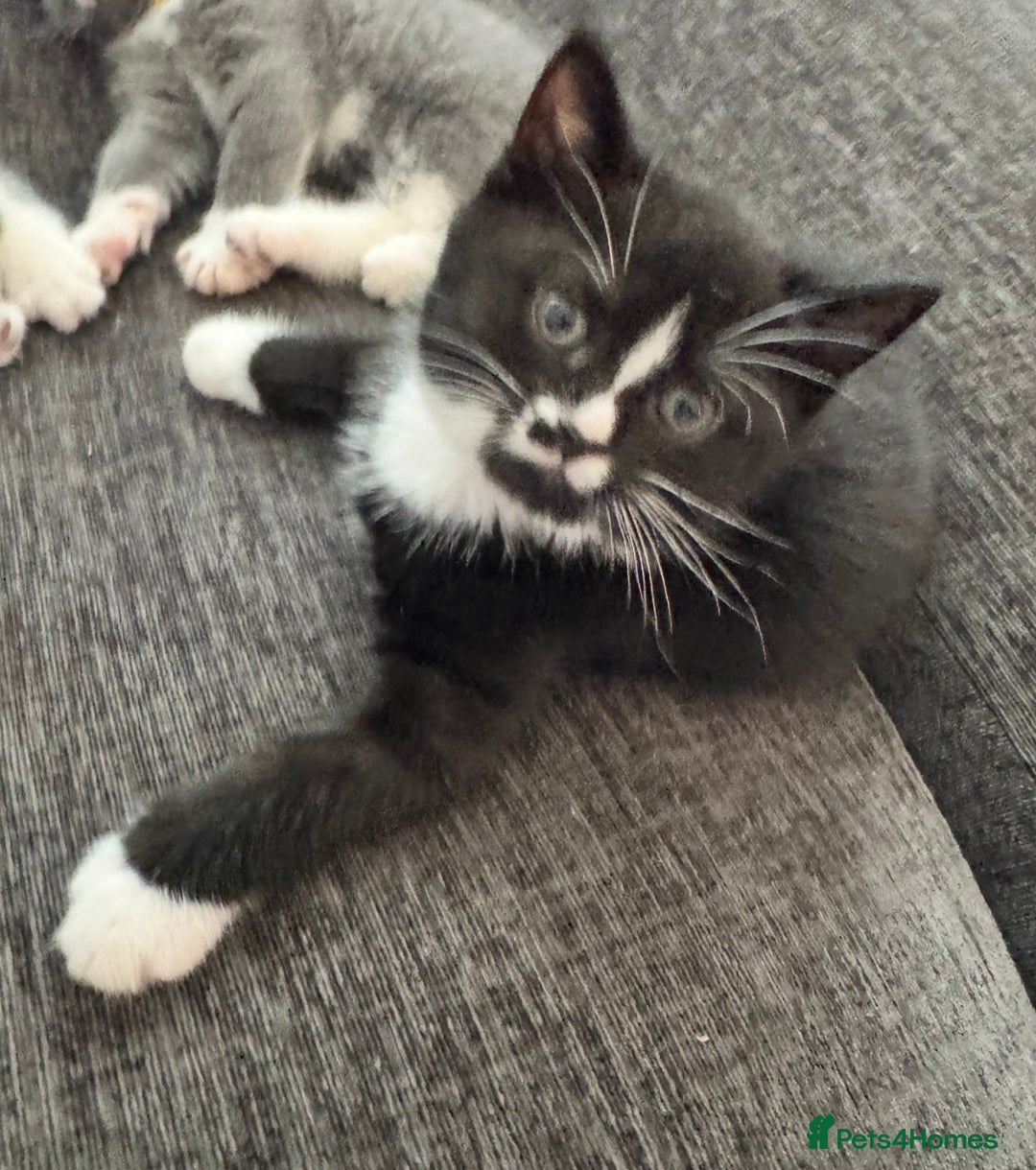 British Shorthair cats for sale: Blue British short-hair kittens - Advert 20