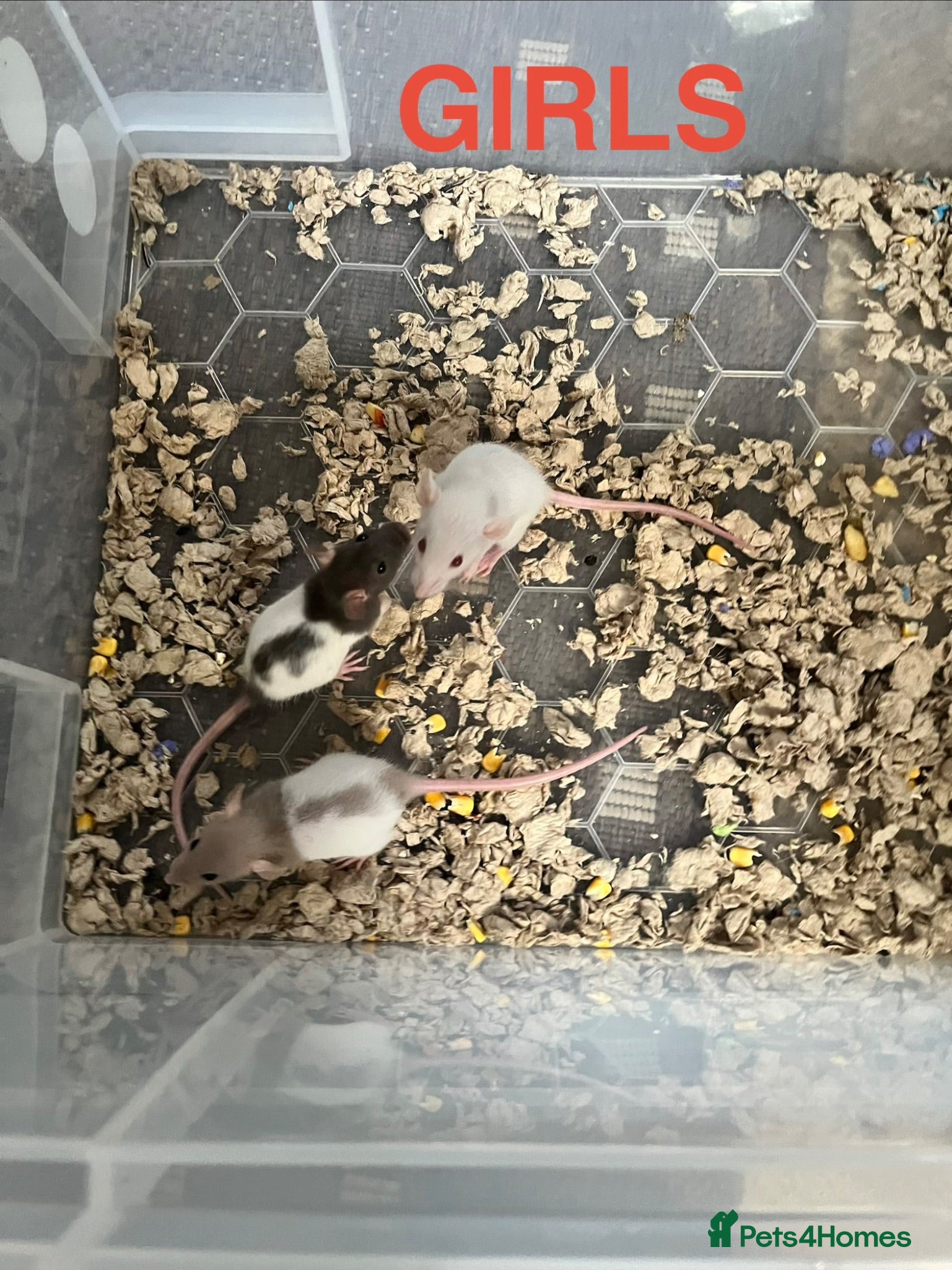 Rat rodents Baby Rats - 5 remaining ready now - Advert 1