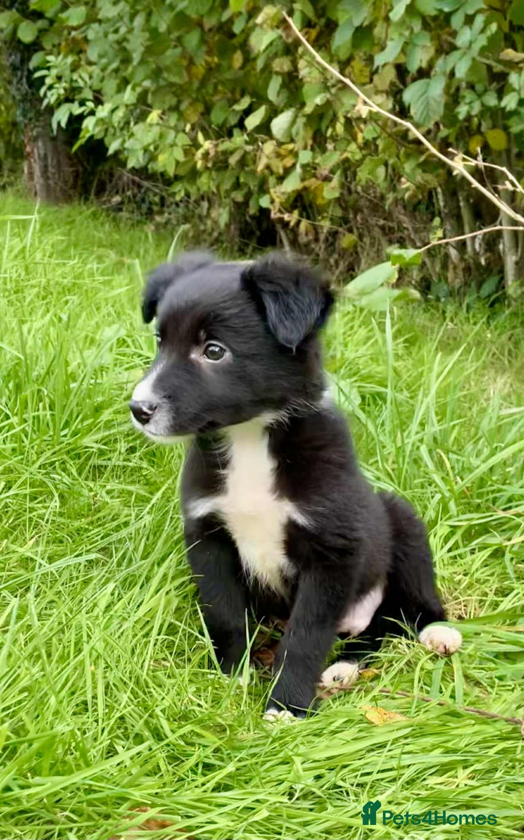 Border Collie dogs for sale: Beautiful Collie Puppies  - Image 20