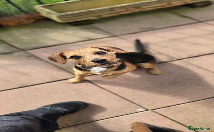 Mixed Breed dogs - Advert 4