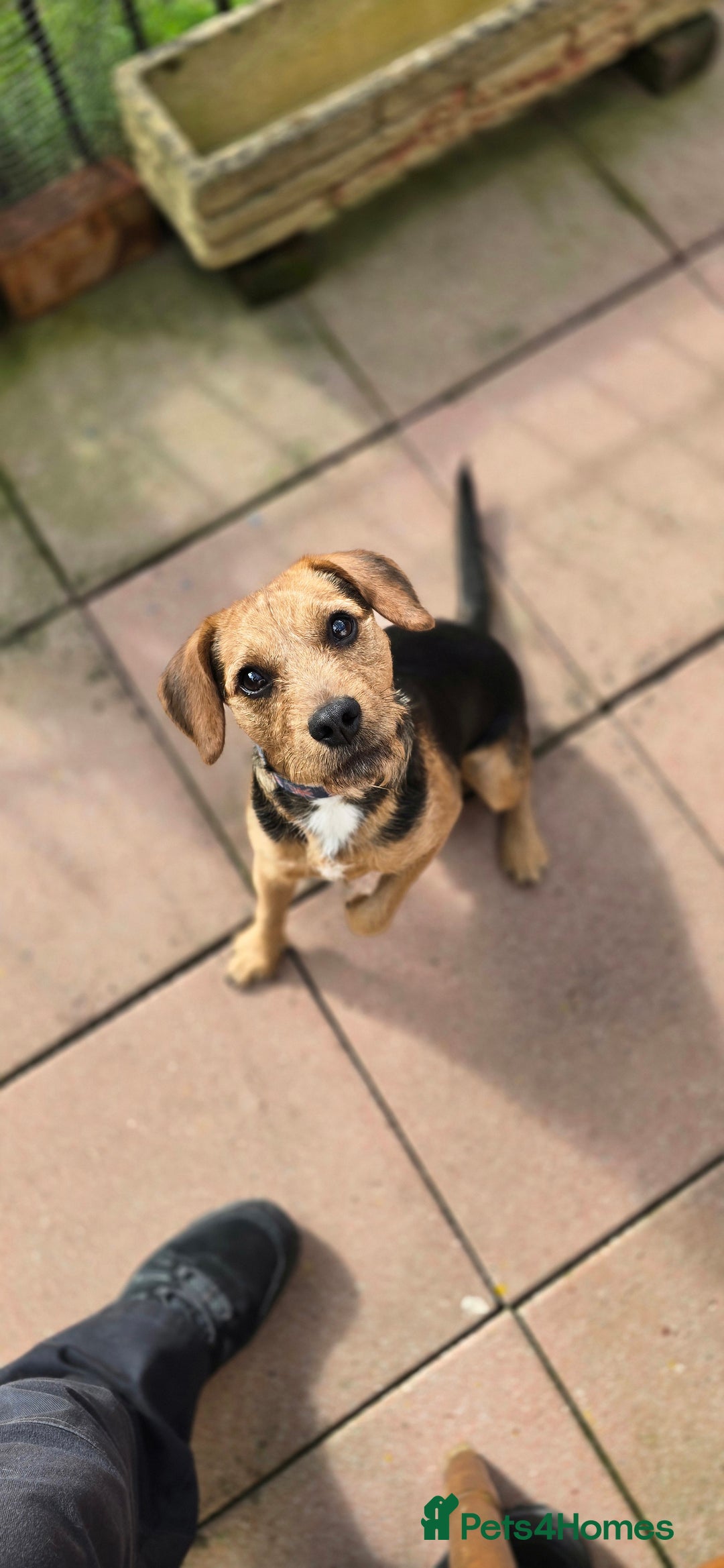 Mixed Breed dogs for adoption: Toby the Terrier - Image 1