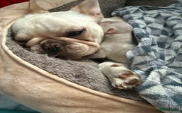 Mixed Breed dogs for sale: French bulldog x chipoo puppies  - Image 3