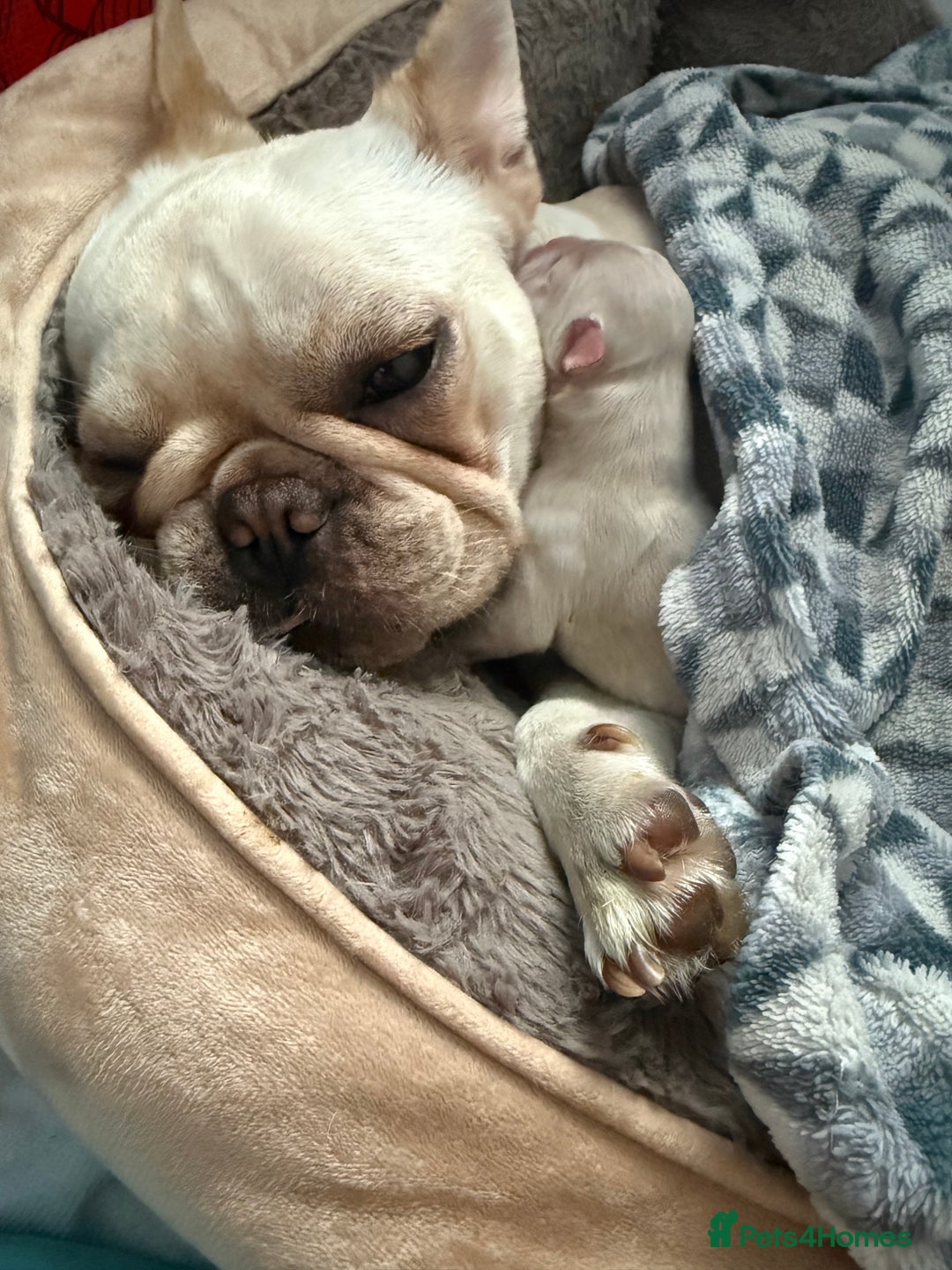 Mixed Breed dogs for sale: French bulldog x chipoo puppies  - Image 3