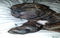 Staffordshire Bull Terrier dogs for sale: Gorgeous chunky male staffys - Image 11