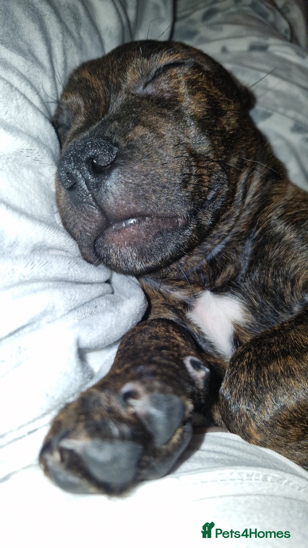 Staffordshire Bull Terrier dogs for sale: Gorgeous chunky male staffys - Image 11