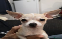 Chihuahua dogs for sale: Gorgeous tiny chibuahuas - Image 16