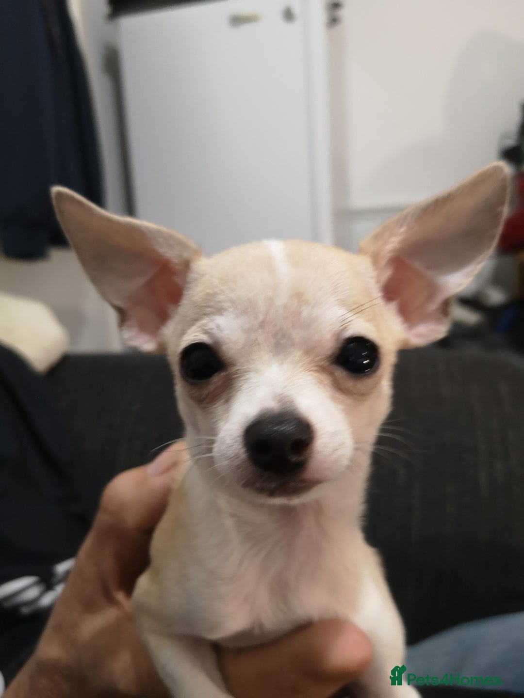 Chihuahua dogs for sale: Gorgeous tiny chibuahuas - Image 16