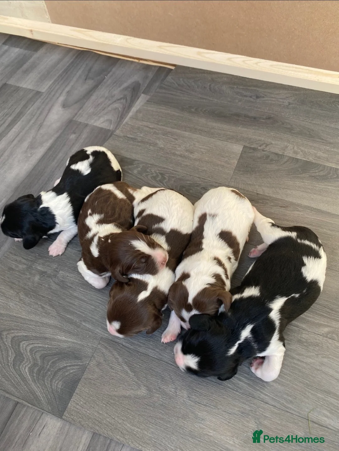 English Springer Spaniel dogs for stud: Stunning KC Stud, Proven, Health and DNA Tested. in Wigan - Advert 15