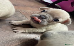 French Bulldog dogs for sale: Brindle & Fawn French Bulldog Puppies - Image 8