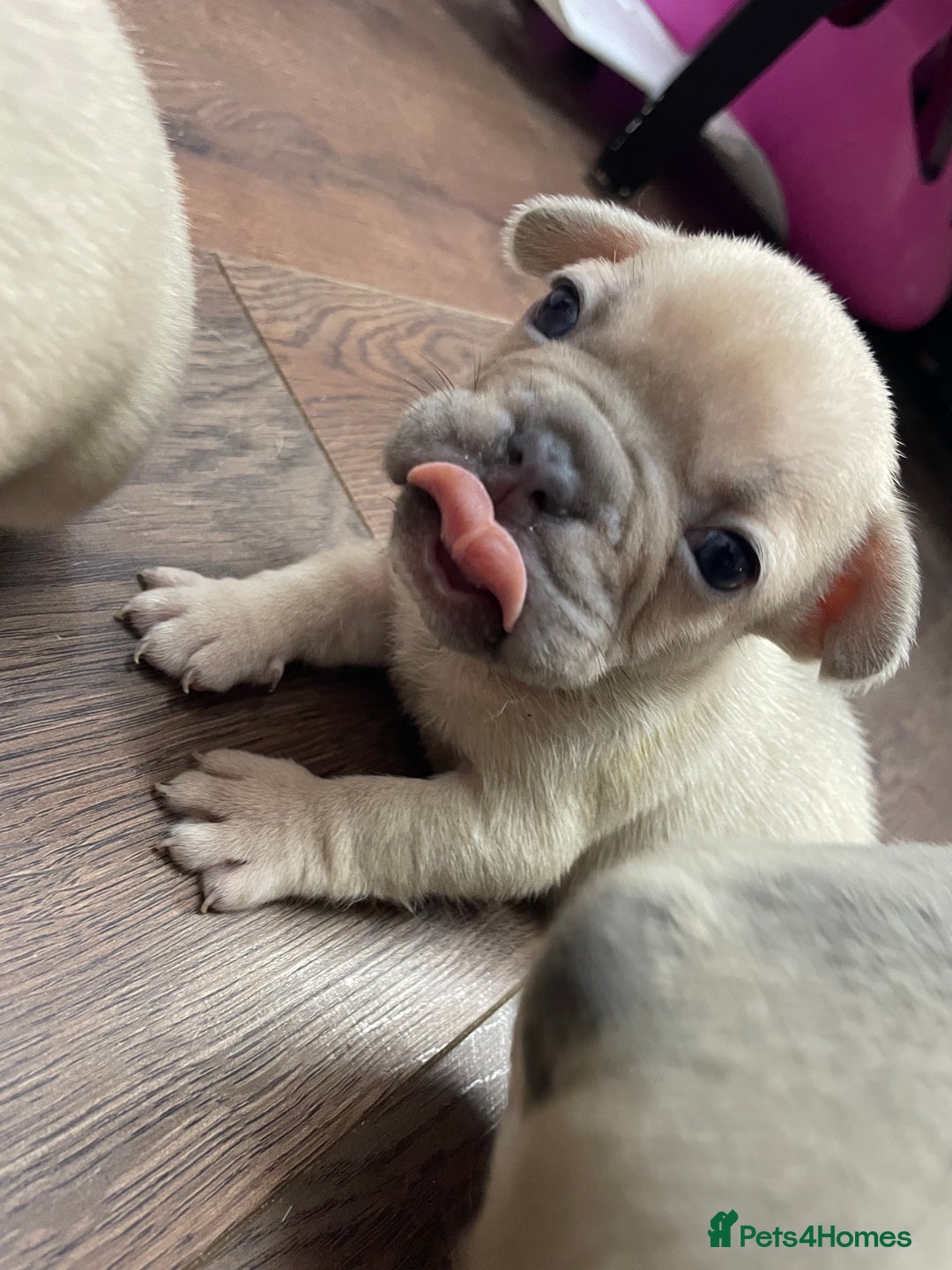 French Bulldog dogs for sale: Brindle & Fawn French Bulldog Puppies - Image 8