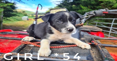 Border Collie dogs - Advert 5