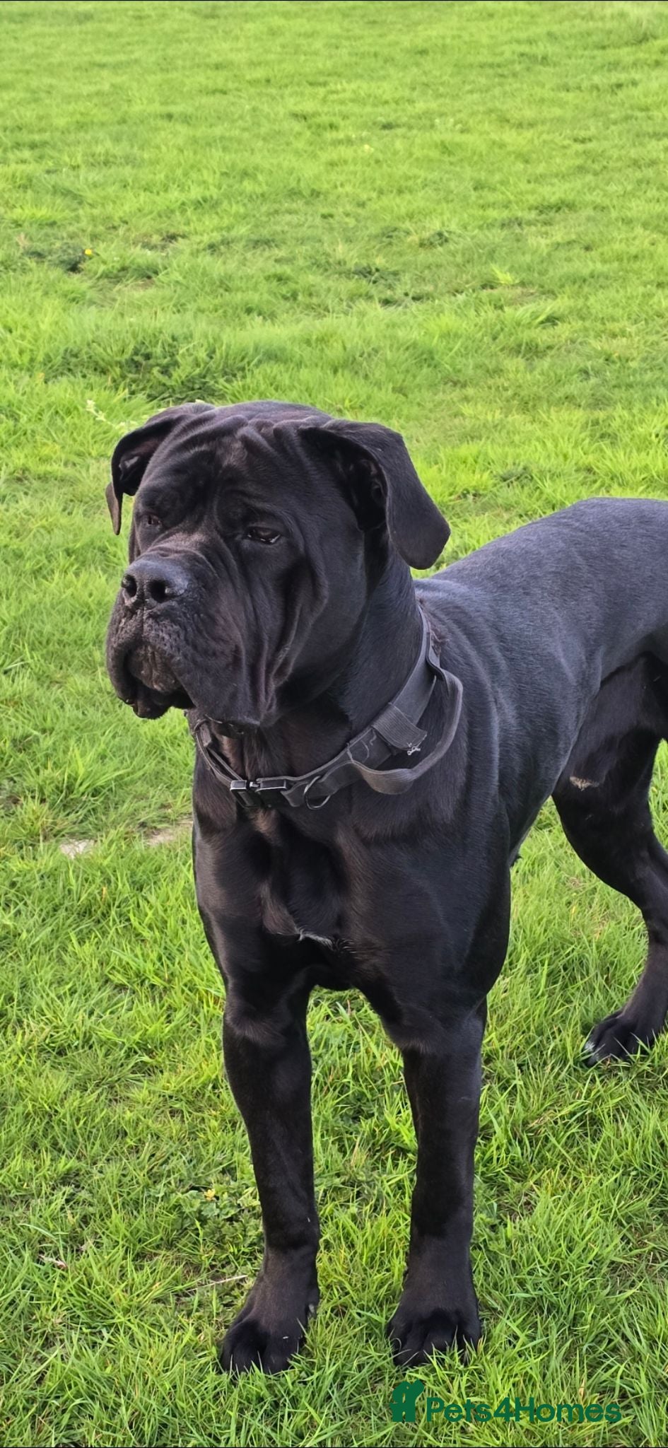 Cane Corso dogs Male Cane Corso black 18 months old - Advert 1