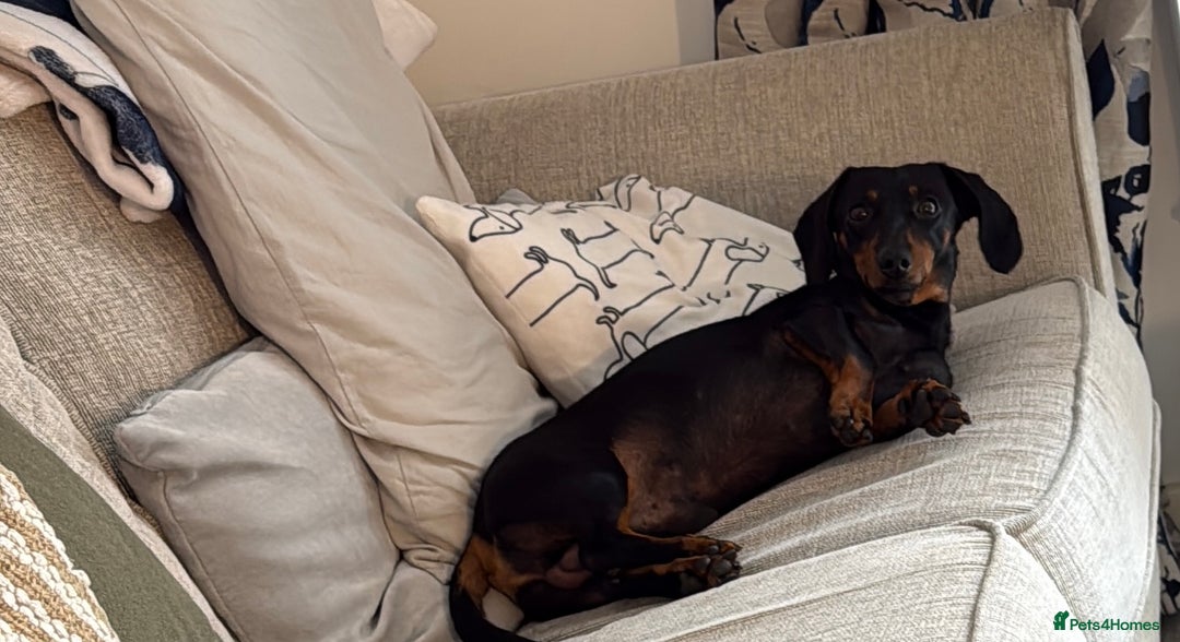 Miniature Dachshund dogs for sale: ✨ Miniature Dachshund puppies for sale!! ✨  - Image 7