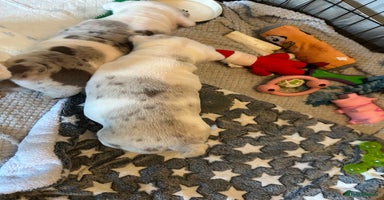 English Bulldog dogs  English bulldog puppies  ***10/10DNA - Advert 12