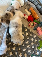 English Bulldog dogs English bulldog puppies ***10/10DNA - Advert 12