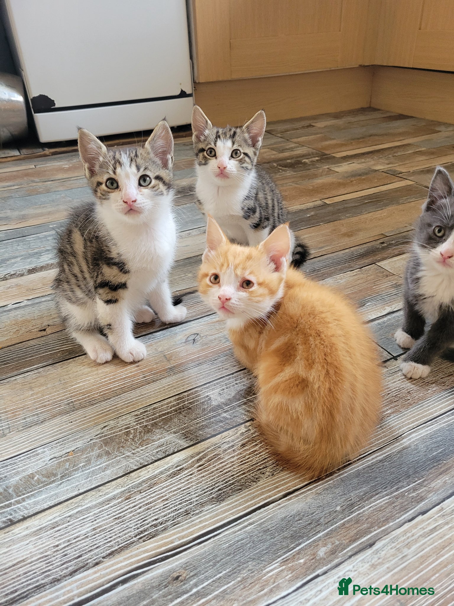 Mixed Breed cats for sale: Very cute kittens - Advert 8