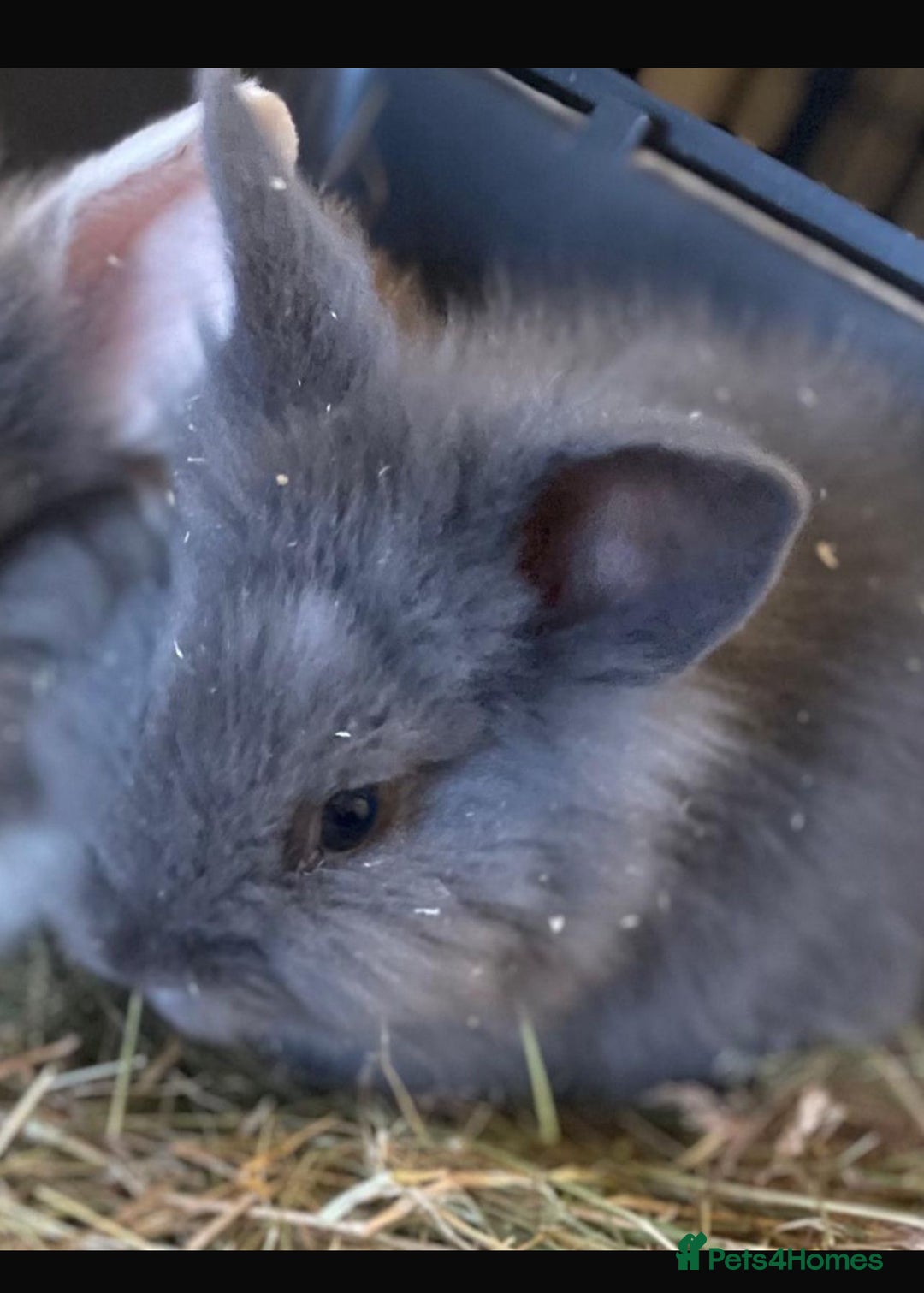 Lionhead rabbits for sale: Baby Lionhead bunnies  - Advert 3