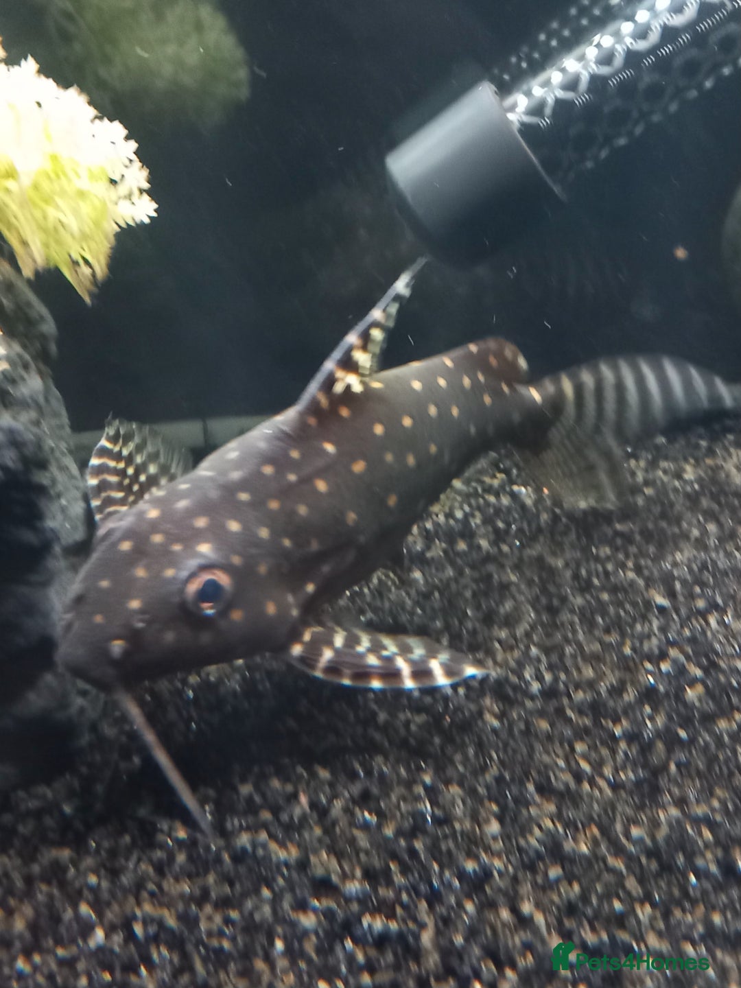 Catfish fish for sale: Angelicus cat for sale  - Advert 1