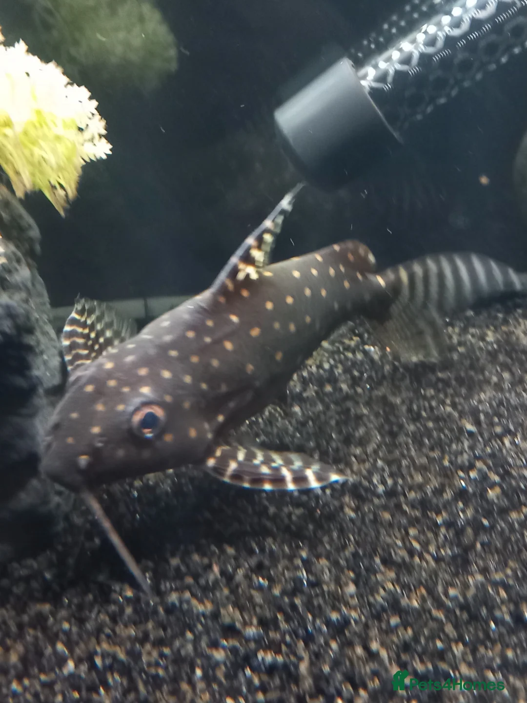 Catfish fish for sale: Angelicus cat for sale  - Advert 1