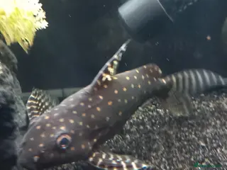 Catfish fish Angelicus cat for sale - Advert 12