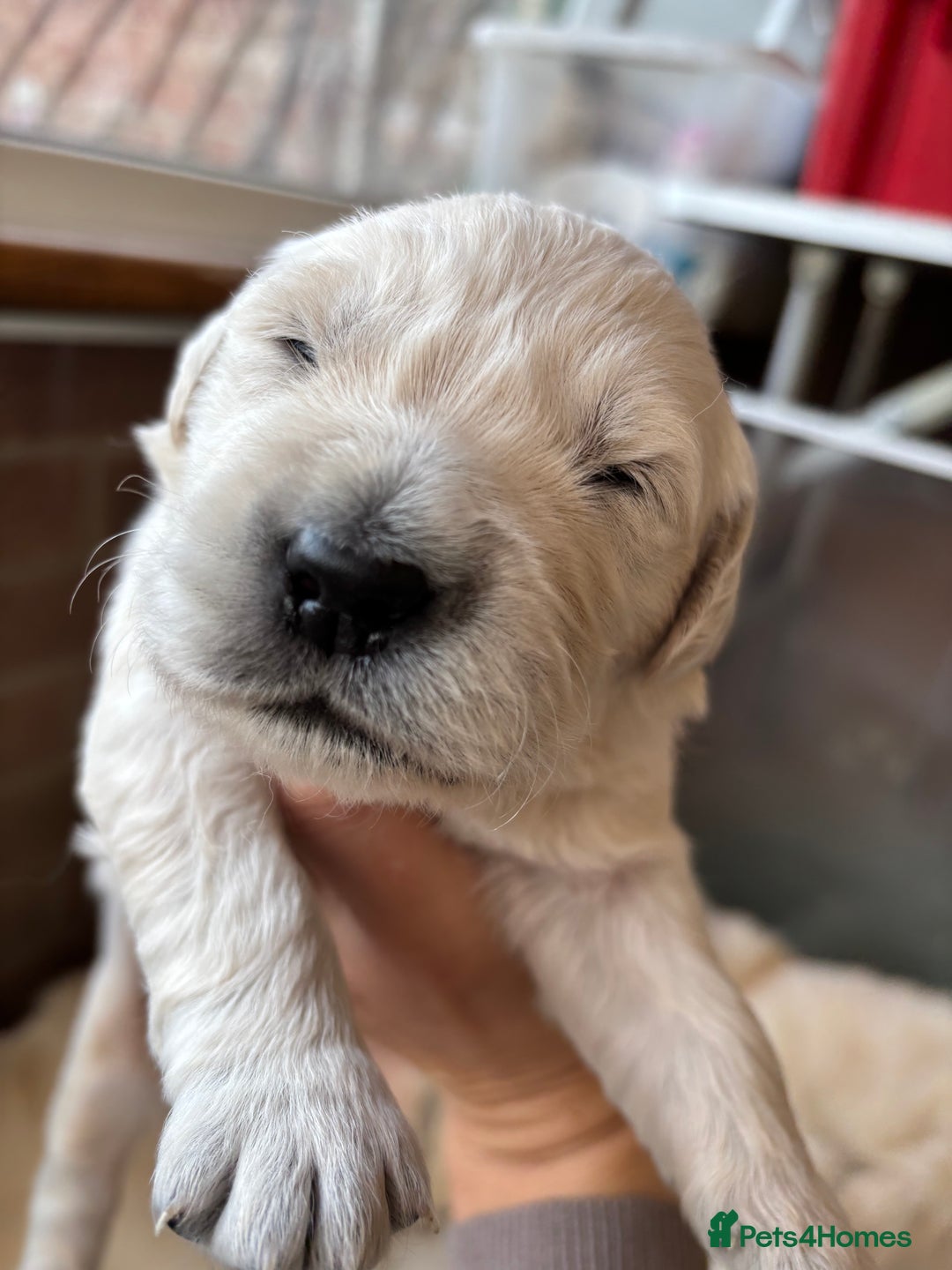 Golden Retriever dogs for sale: Kc reg golden retriever pups - Image 15