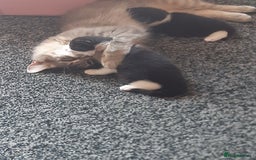 British Longhair cats for sale: 11 week old boy kitten  - Image 7