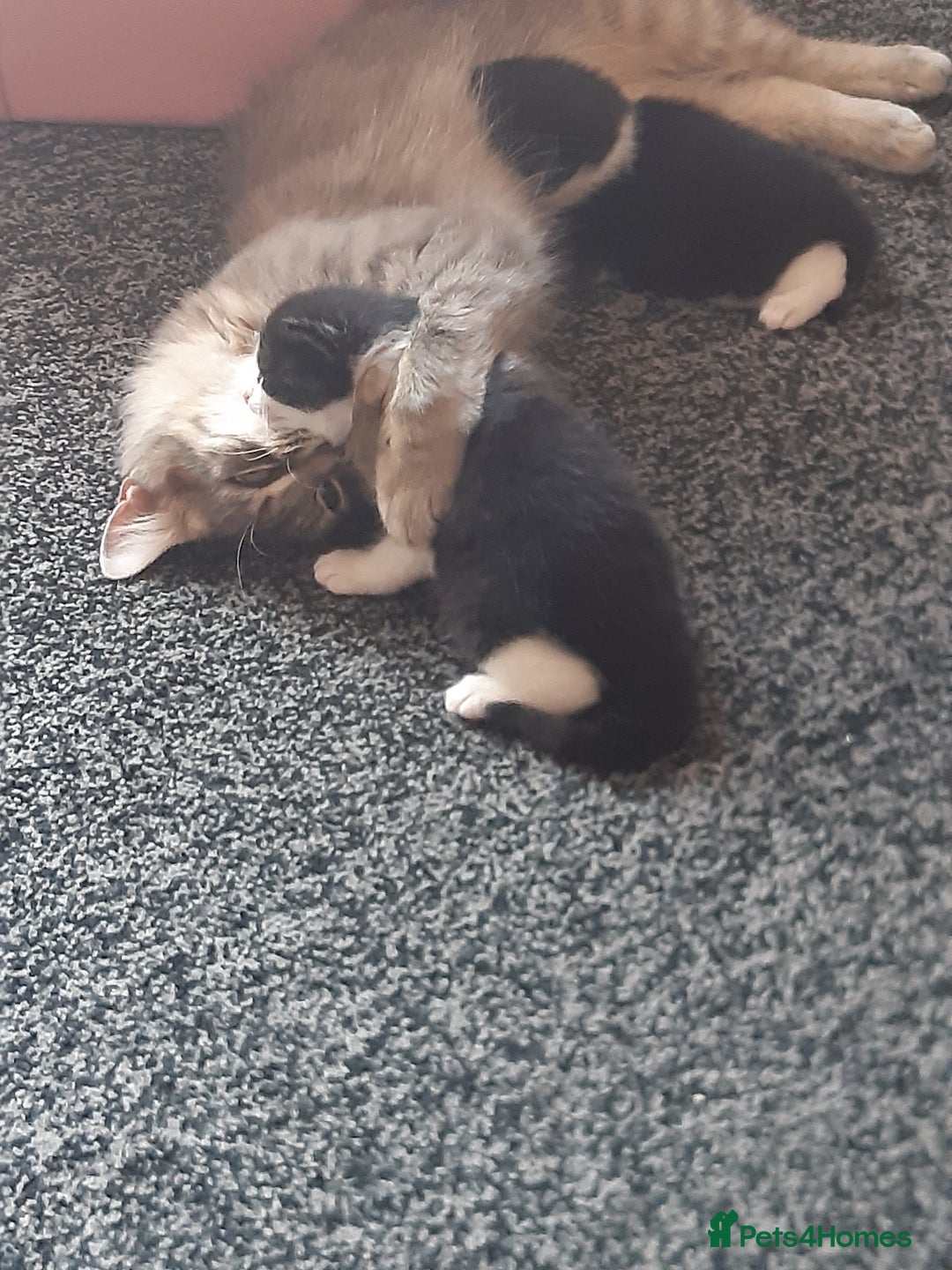 British Longhair cats for sale: 11 week old boy kitten  - Image 7