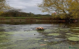 Golden Retriever dogs for sale: KC Pedigree Golden Retriever Female Adult - Image 4