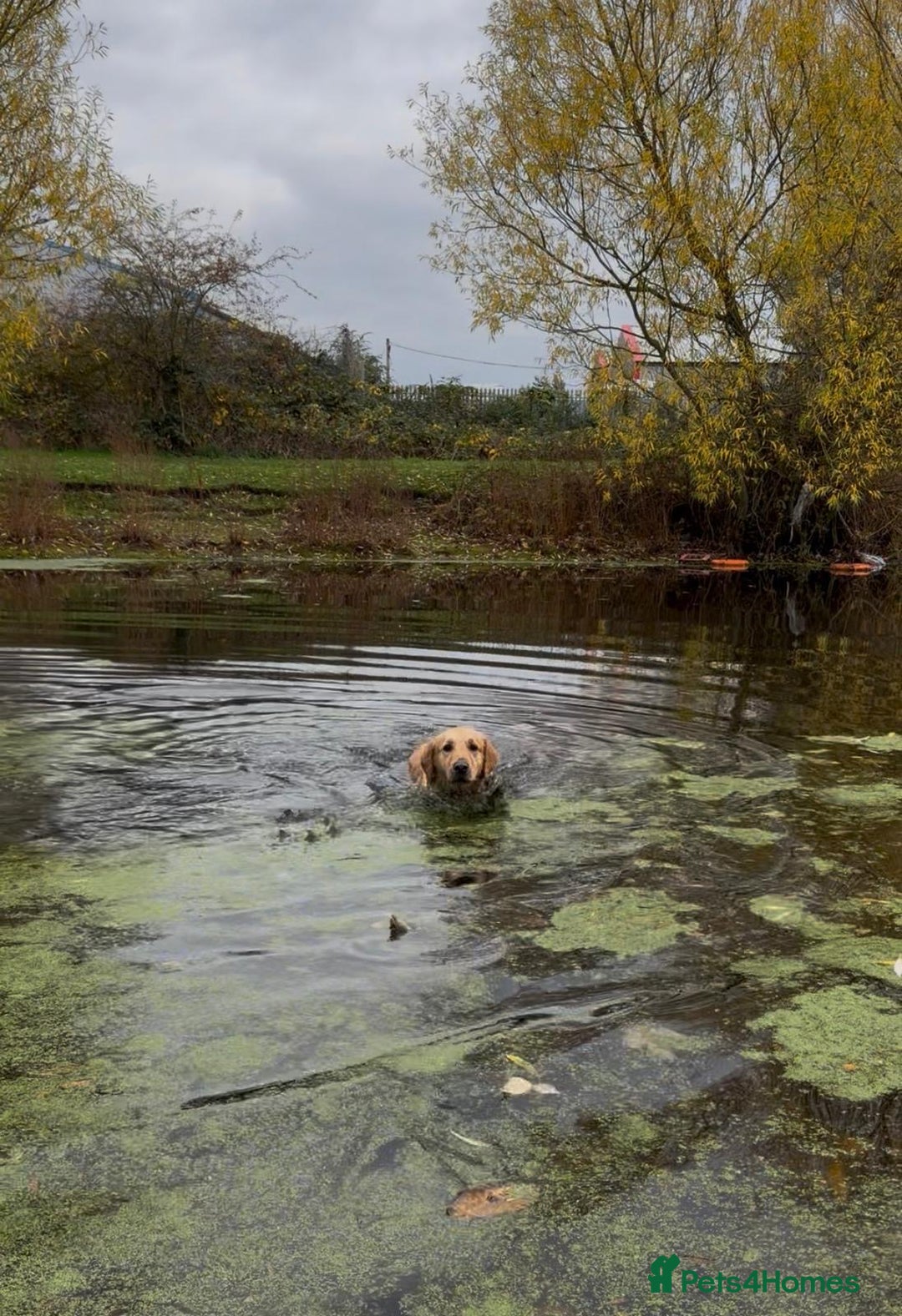 Golden Retriever dogs for sale: KC Pedigree Golden Retriever Female Adult - Image 4