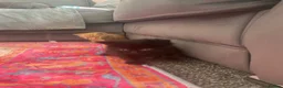 British Longhair cats for sale: Gorgeous fluffy kittens - Advert 17