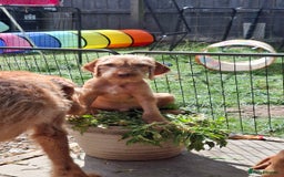 Hungarian Vizsla dogs for sale: 1 dog and 1 bitch available from 21st of August.  - Image 6