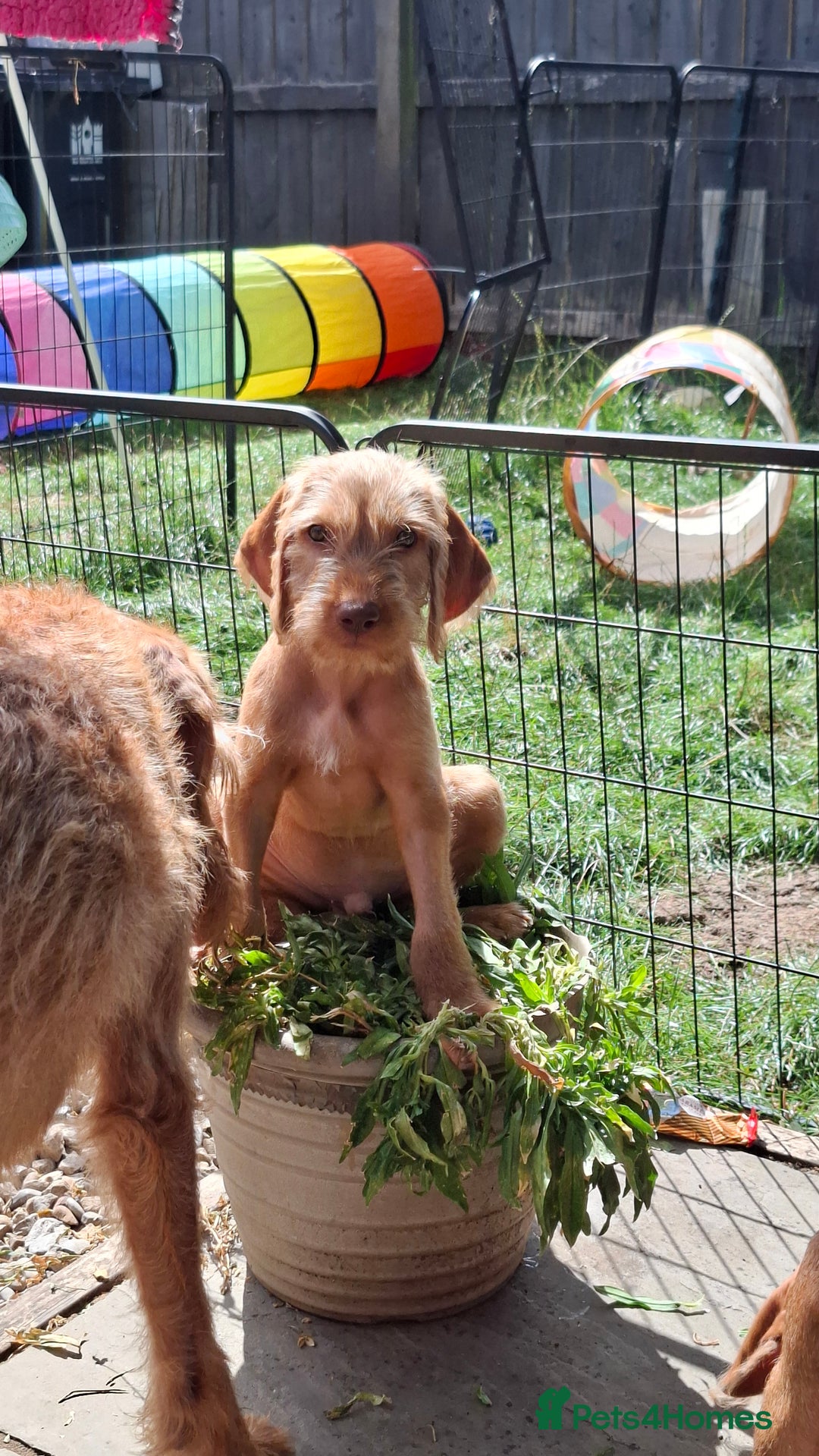 Hungarian Vizsla dogs for sale: 1 dog and 1 bitch available from 21st of August.  - Image 6